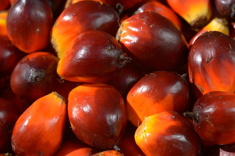 Buah sawit yang sudah dipetik dari tandannya.