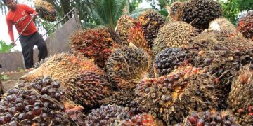 RI Diproyeksi Kelebihan Stok Sawit 5 Juta Ton Pada 2024