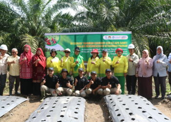 ITSI Kolaborasi Bersama LLDIKTI Wilayah 1 dan DWP LLDIKTI Wilayah 1 Sumut dalam Integrasi Tanaman Edamame dan Kelapa Sawit