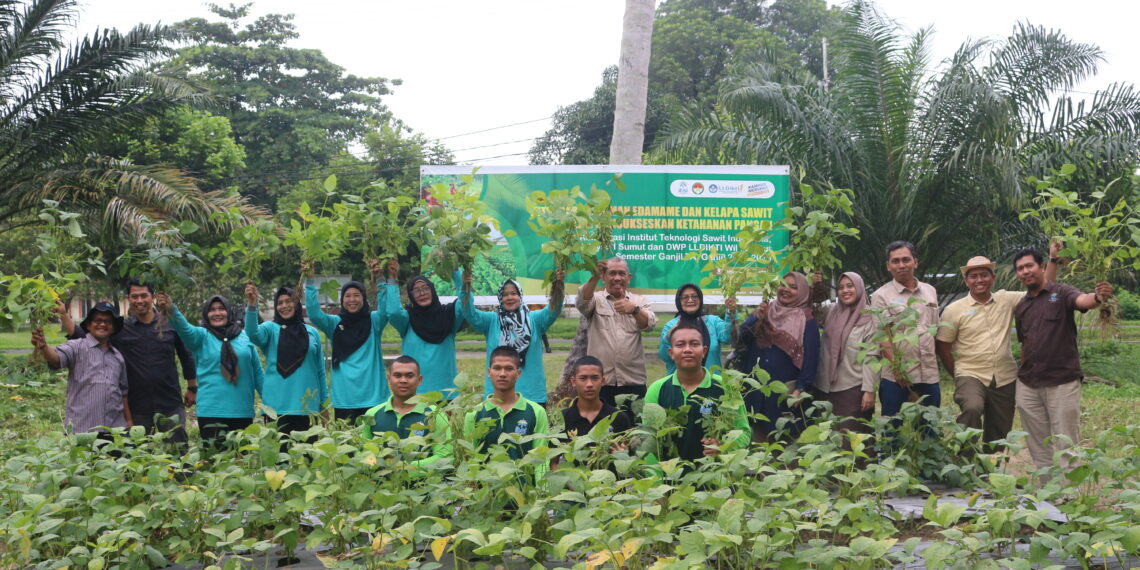 Panen Edamame Kolaborasi ITSI Bersama Ibu Darma Wanita LLDIKTI Wilayah I Sumatera Utara