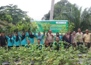 Panen Edamame Kolaborasi ITSI Bersama Ibu Darma Wanita LLDIKTI Wilayah I Sumatera Utara